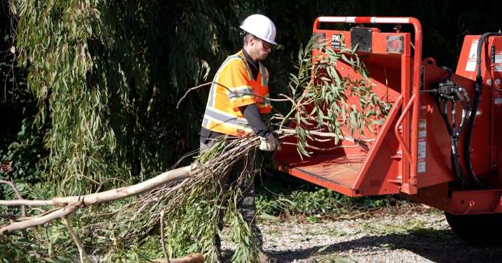 Tree trimming services see increase in calls during rainstorms