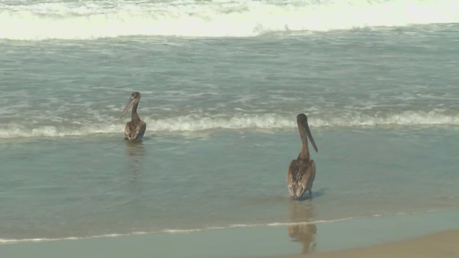 Final four pelicans from spring poisoning event set for release in Huntington Beach