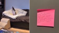 New York Dog Owner Shocked By Neighbor’s Note On Dog's Behavior, Pet Cam Explains Everything