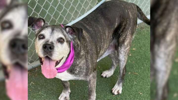 Heartbroken 13-Year-Old Dog Loses Her Owner In Georgia And Waits For A Miracle