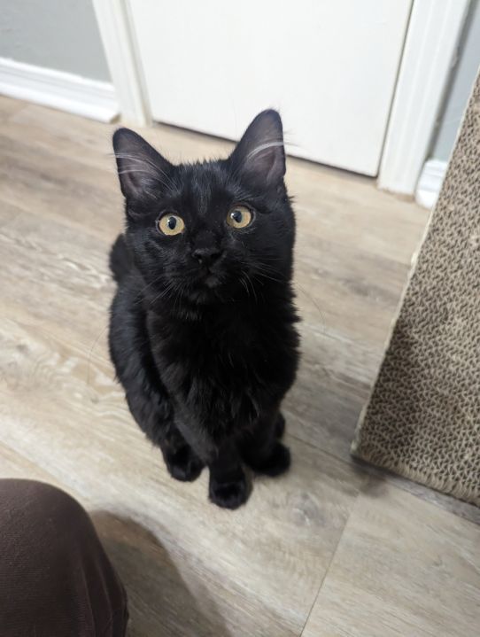 Cats found dead, poisoned in Weatherford, authorities say