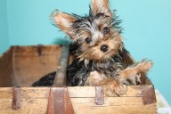 Ultimate Yorkie Puppy Shopping List: Checklist of 25 Must