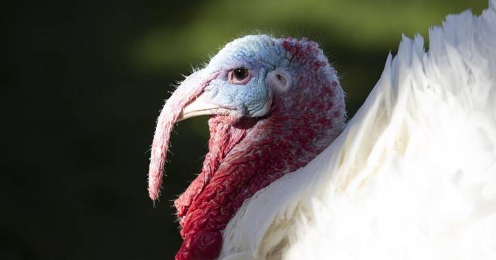 Holiday stress?: Turkey prices up big as Thanksgiving nears