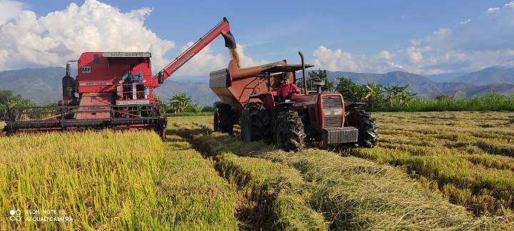 Arroceros del Huila celebran estabilidad en precios