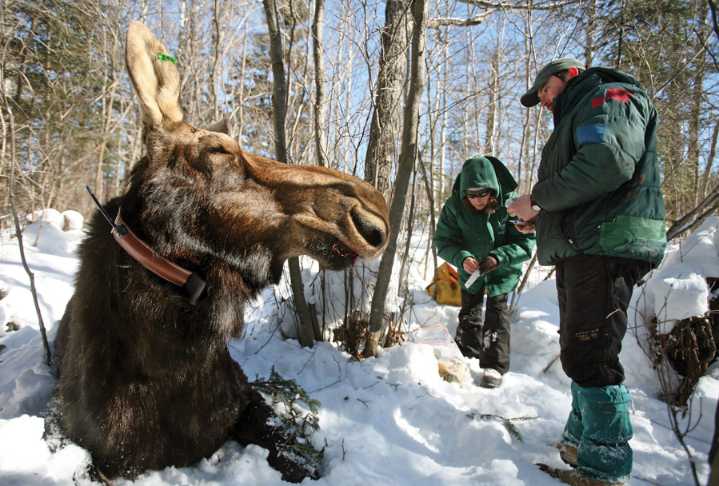 Study aims to solve mystery of Minnesota’s vanishing moose