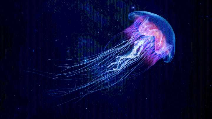 These Animals Don’t Have Brains. Can They Still Think?