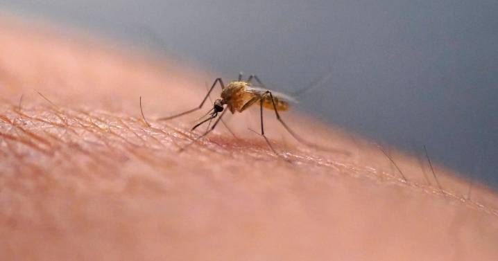 Canada warns of chikungunya risk in China travel advisory