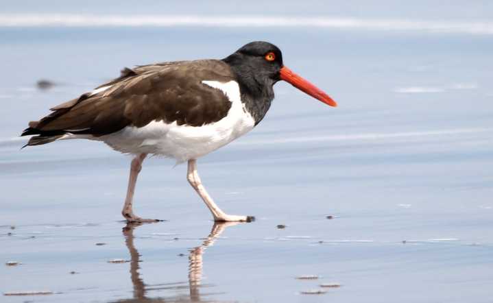 Opinión| Que retorne el canto de las aves