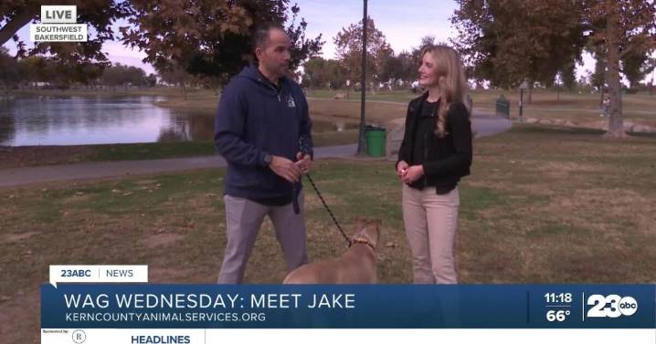 Wag Wednesday: Meet Jake from Kern County Animal Services
