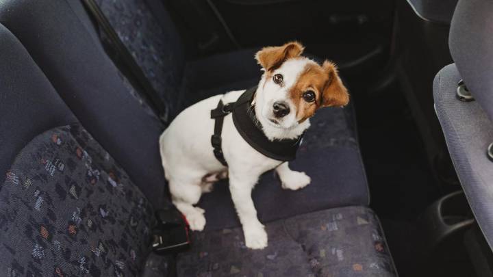 Mascota a bordo: los mejores cinturones y arneses para que tu perro vaya bien seguro en el coche