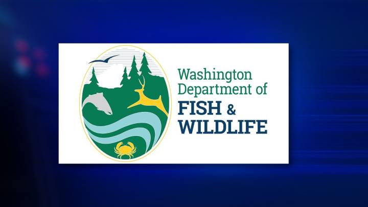 Washington lakes stocked with jumbo trout for Black Friday fishing