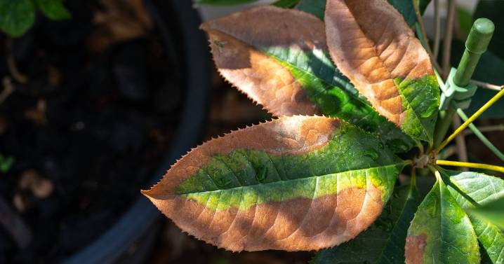 Gardener issues advice for plants with brown leaves