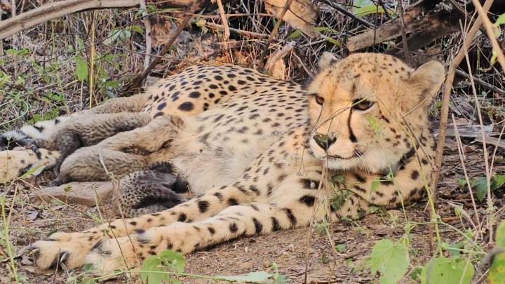 Historic milestone: Indian-born Cheetah Mukhi gives birth to 5 cubs