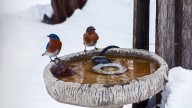 ​​The Unexpected Way To Prevent Your Bird Bath From Freezing In Winter (It's So Affordable)
