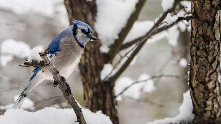 More lake effect, heavy snow coming to UP, northern Michigan