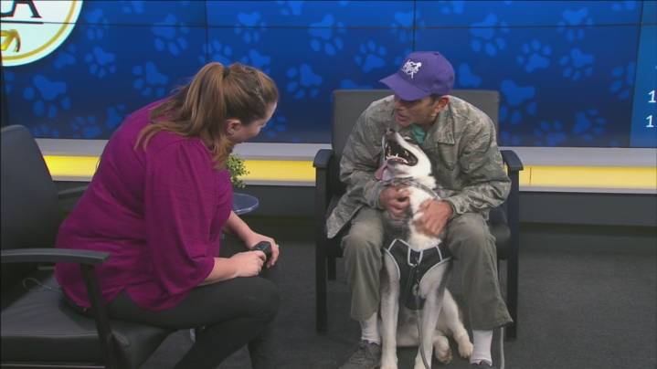 Pet of the Week: Niko