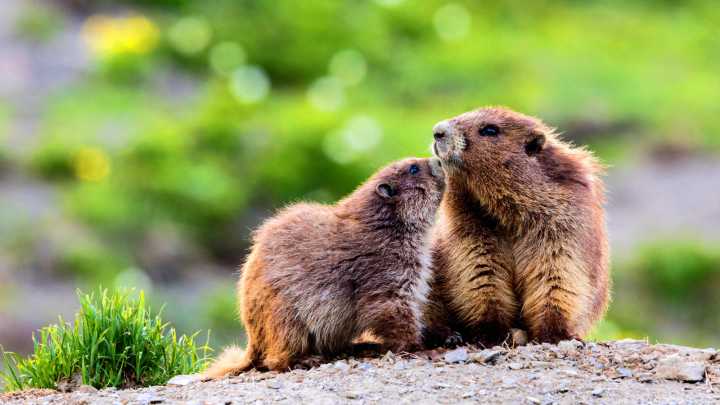 Olympic National Park’s Cutest Animals Could Soon Vanish, Leading Nonprofit To Sue Trump Administration
