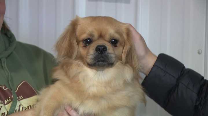 Lycoming County pooch wins Best of Breed at AKC Fast CAT Invitational