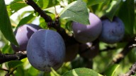 Why This Plum Tree Variety Makes The Ideal Choice For A Small Garden Near Your Home