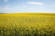 November 25 Closing Commodity Prices