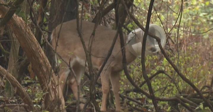 Wardens looking for deer with cheeseball jar stuck on head in South Hills