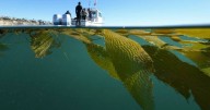 Rescue divers dispatched to save iconic giant kelp