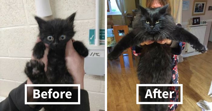 People Are Sharing Before And After Adoption Pictures Of Their Cats And It’s Heartwarming (35 Pics)