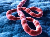 RDC próxima a declarar fin de epidemia de ébola