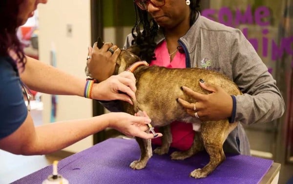 Las vacunas para perros y gatos: lo que hay que saber