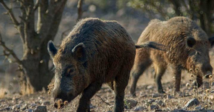 Los jabalíes muertos por peste porcina africana en Barcelona aumentan a seis