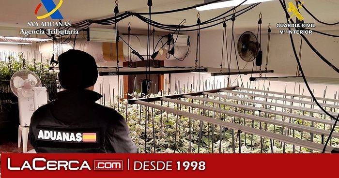 Desmantelada una nueva plantación indoor en Trijueque (Guadalajara) de 612 plantas y 66 kilos de marihuana