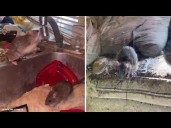 Rat-infested SoCal home frustrates neighbors as rodents roam around freely