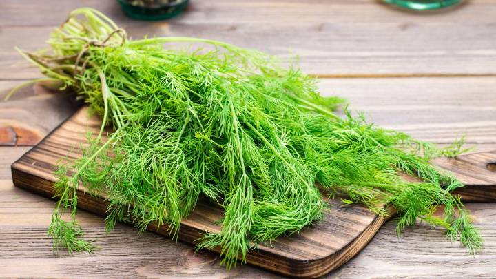 El eneldo tiene fabulosos beneficios y además es un gran aliado para ahuyentar los mosquitos