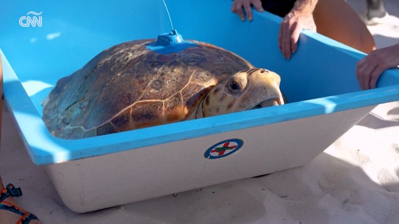 Liberan a tortuga marina tras retirarle un enorme tumor de la aleta