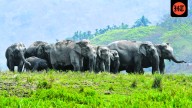 Man-elephant conflict claims 4 pachyderms in 20 days in Assam district