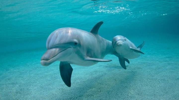Crisis silenciosa: la esperanza de vida de los delfines se desploma en el Golfo de Vizcaya