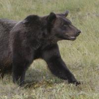 Grizzly attacks several B.C. students, injuries 'very serious,' RCMP say
