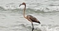 Frankie the missing flamingo spotted on coast of France