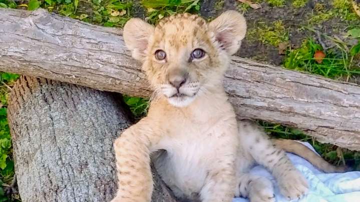 Michigan law ends threat to carnivore breeding licenses