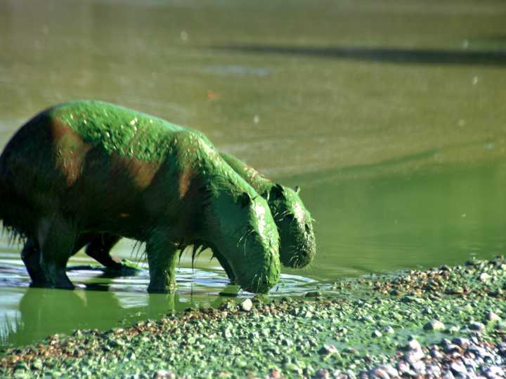Humedales: "Son los aliados naturales contra el cambio climático"