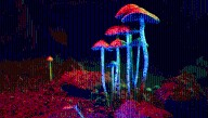 Why Did "Magic Mushrooms" Evolve To Be Hallucinogenic?