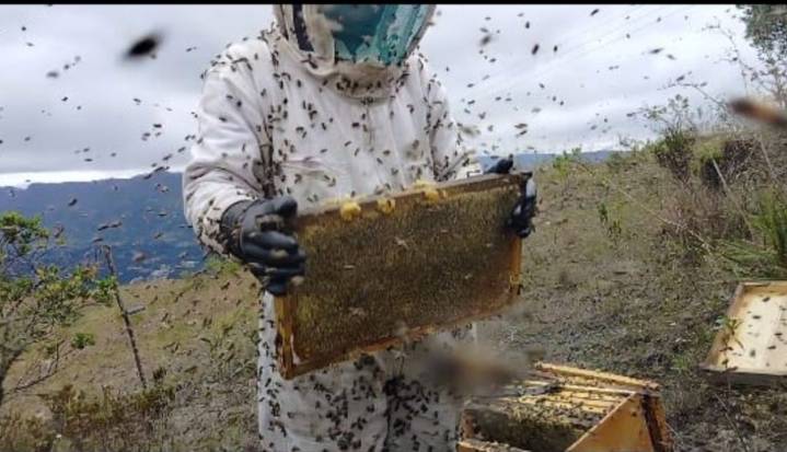 Apicultura sostenible con el desarrollo de tecnología IoT en el Valle de Ubaté