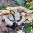 Home & Garden Digest