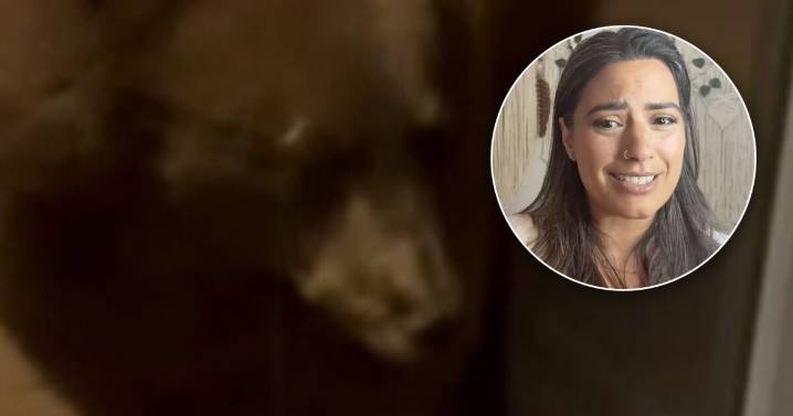 It happened again: A hungry black bear returned to the same Boulder home for the 3rd time in a week