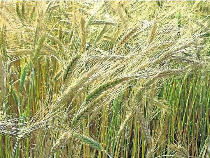 Con China y Brasil como principal destino, Argentina se posiciona como el segundo exportador del mundo de uno de los cereales más utilizados