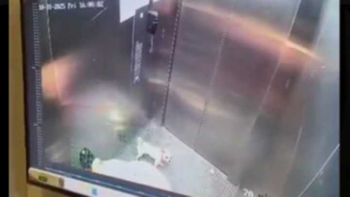 Frustrated by pet's constant barking, Bengaluru woman kills dog inside elevator