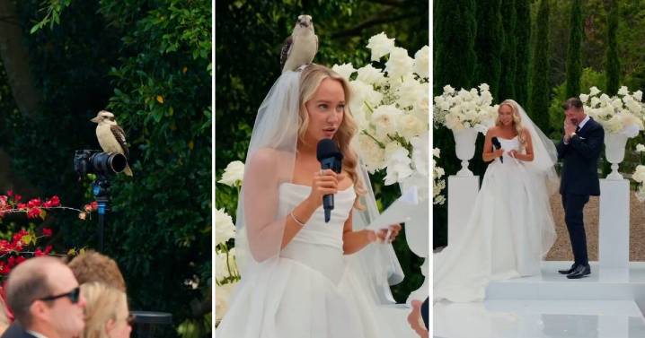 Priceless moment: Kookaburra surprises bride during wedding vows