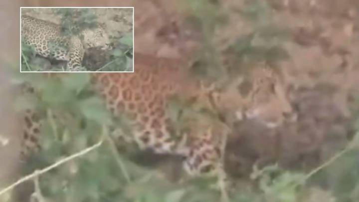 Navi Mumbai: Leopard Sighting Triggers Fear in Kharghar Hills; Forest Dept Increases Patrolling