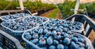 Watchdog flags safety concerns for children over pesticide sprayed on berries