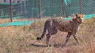 Another batch of 8 cheetahs from Africa to arrive in India soon;...